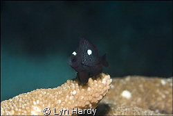 This little threespot dascyllus (dascyllus trimaculatus),... by Lyn Hardy 